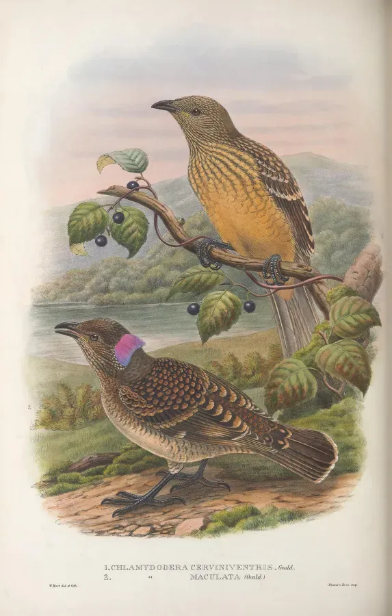 File:Chlamydera cerviniventris & maculata - Monograph of the Paradiseidae.jpg