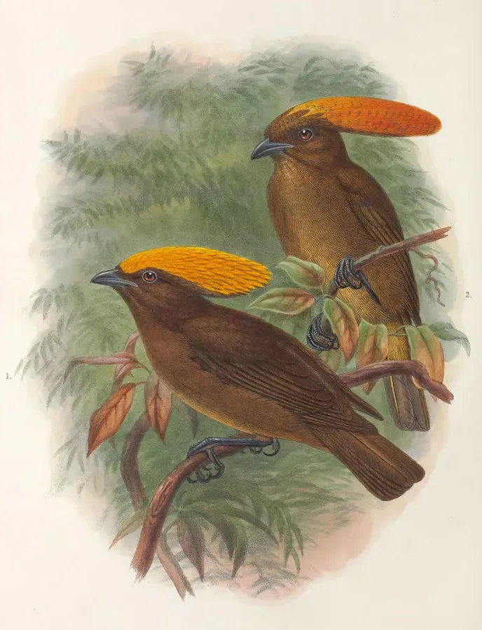 File:Amblyornis flavifrons & inornata - Monograph of the Paradiseidae (cropped).jpg