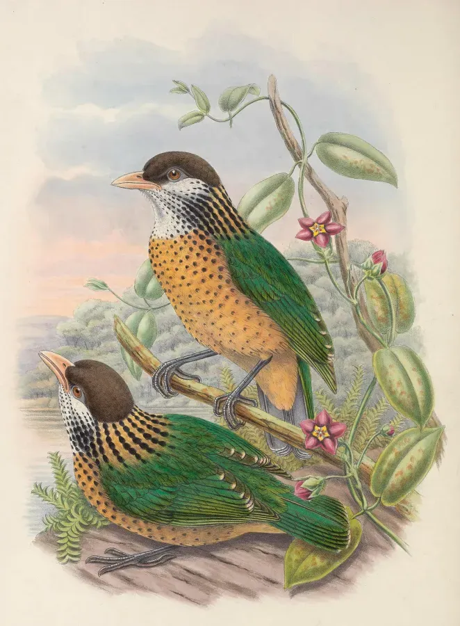 File:Ailuroedus stonii - Monograph of the Paradiseidae (cropped).jpg