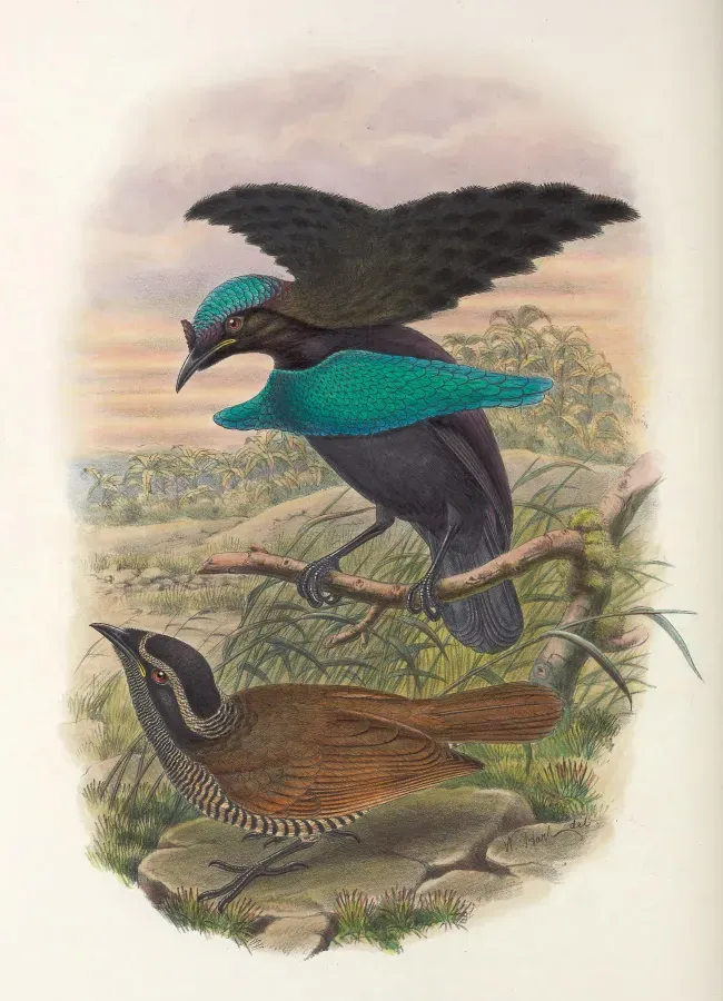 File:Lophorina minor - Monograph of the Paradiseidae (cropped).jpg