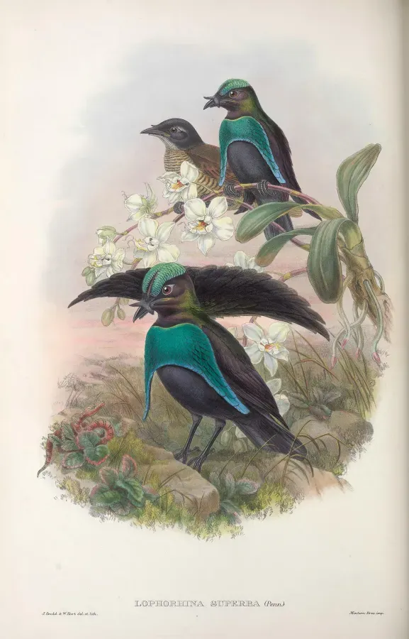 File:Lophorina superba - Monograph of the Paradiseidae.jpg