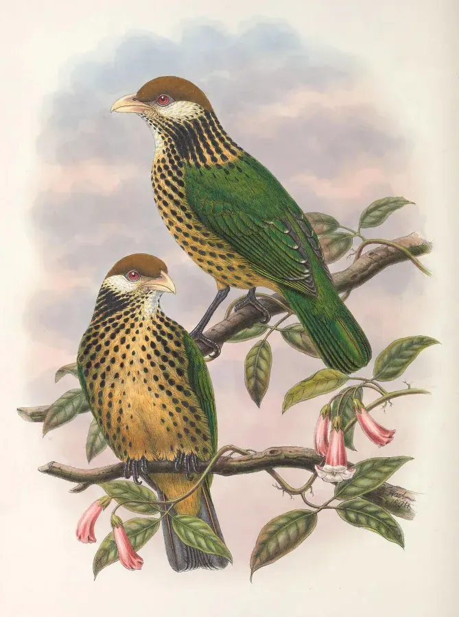 File:Ailuroedus geislerorum - Monograph of the Paradiseidae (cropped).jpg