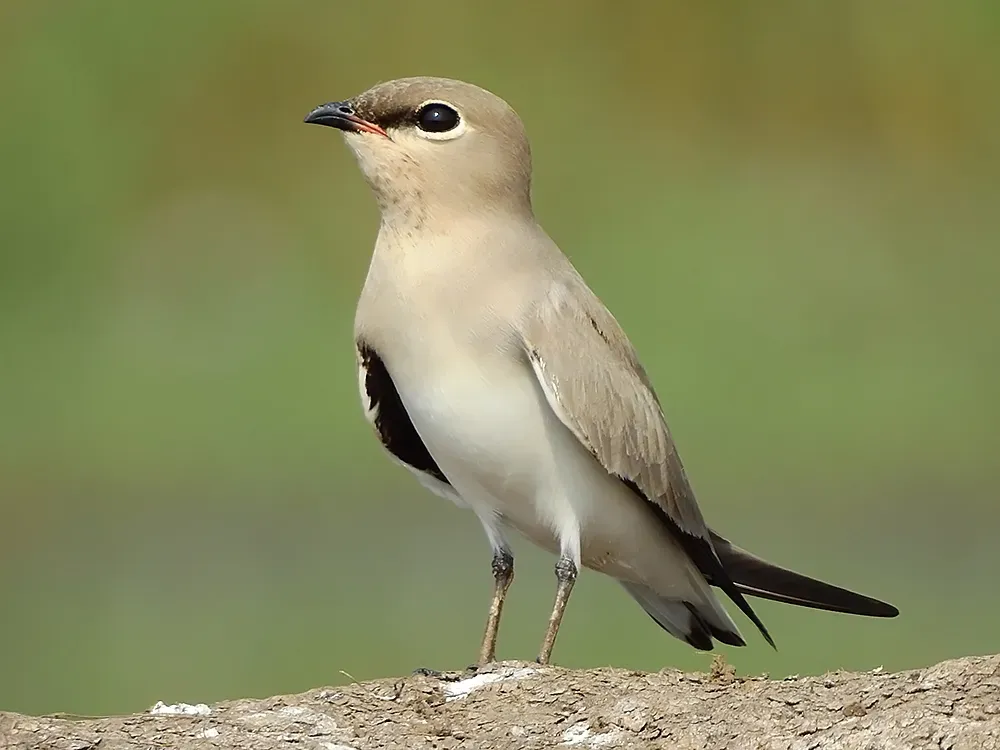 File:Small pratincole (Glareola lactea) Photograph by Shantanu Kuveskar.jpg