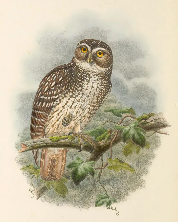 File:Ninox odiosa - The Birds of New Guinea (cropped).jpg