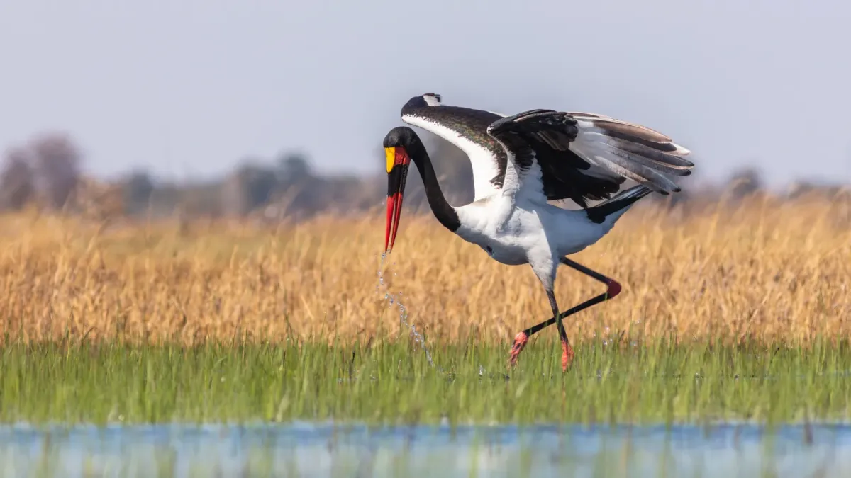 File:Jabirú africano (Ephippiorhynchus senegalensis), delta del Okavango, Botsuana, 2018-07-31, DD 11.jpg