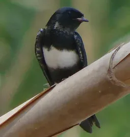 File:White-banded Swallow (Atticora fasciata) cropped.jpg