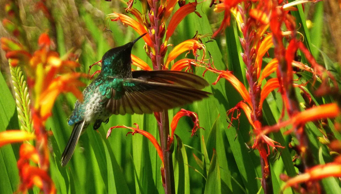 File:Sephanoides Fernandensis Female (178788295).jpeg