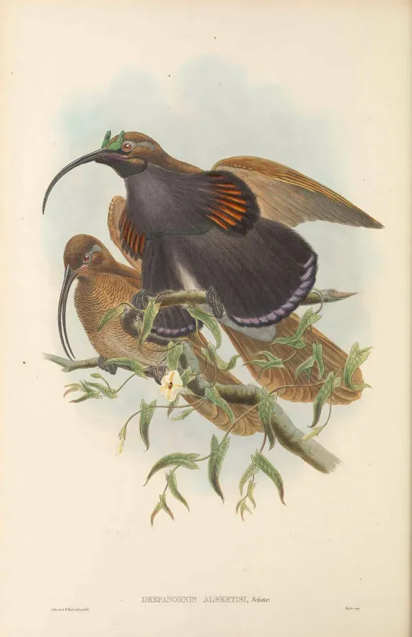 File:Drepanornis albertisi - The Birds of New Guinea.jpg
