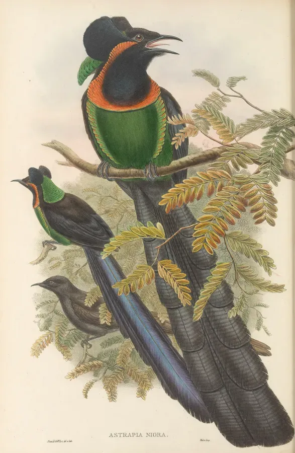 File:Astrapia nigra - The Birds of New Guinea.jpg