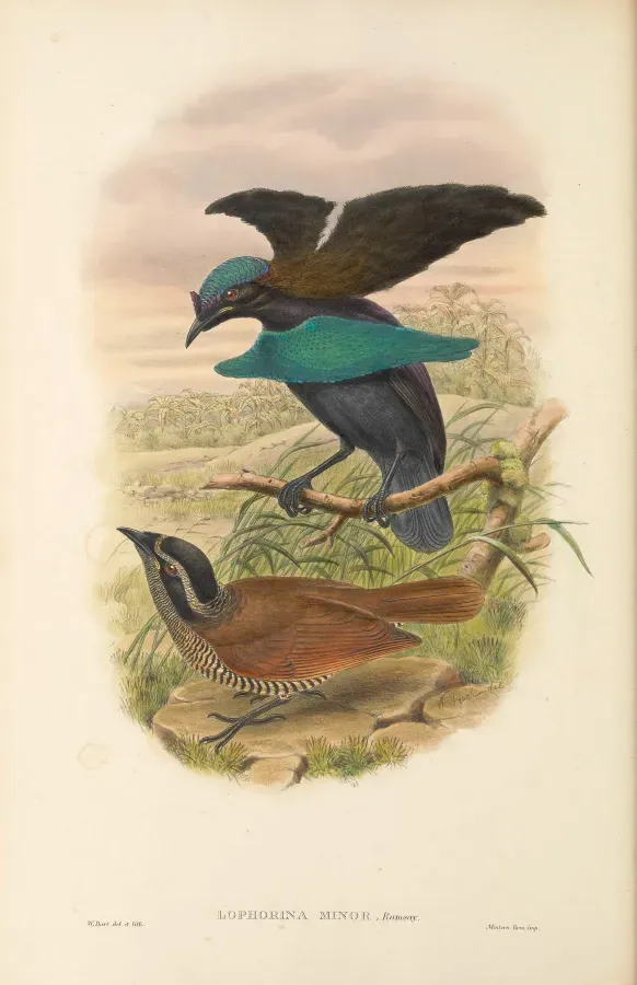 File:Lophorina minor - The Birds of New Guinea.jpg