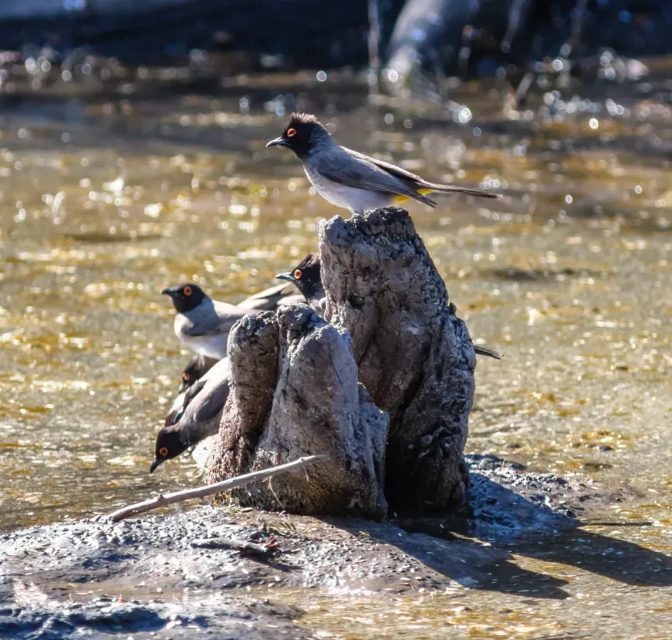 File:Bulbules encapuchados (Pycnonotus nigricans), Santuario de Rinocerontes Khama, Botsuana, 2018-08-02, DD 14.jpg