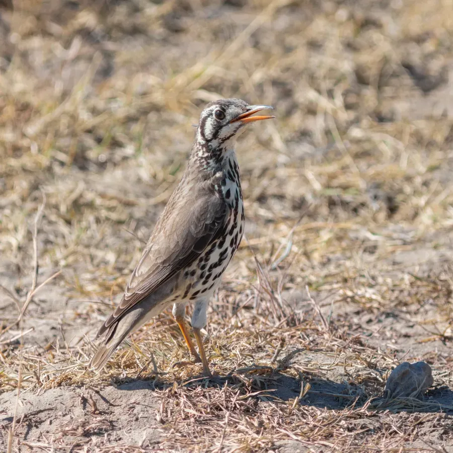 File:Zorzal litsitsirupa (Turdus litsitsirupa), Santuario de Rinocerontes Khama, Botsuana, 2018-08-02, DD 13.jpg