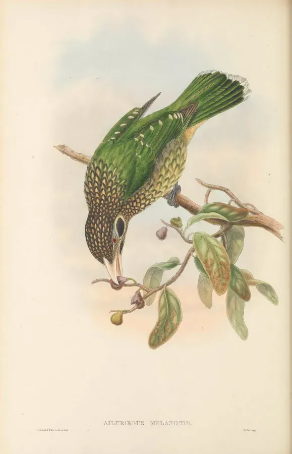 File:Ailuroedus melanotis - The Birds of New Guinea.jpg