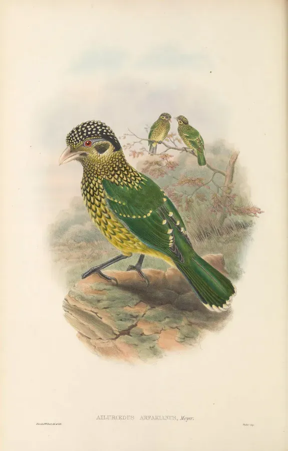 File:Ailuroedus arfakianus - The Birds of New Guinea (2).jpg