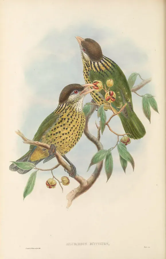 File:Ailuroedus buccoides - The Birds of New Guinea.jpg