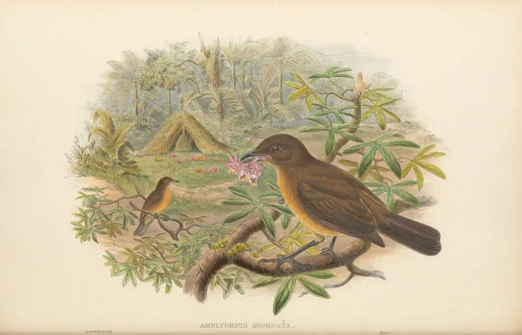 File:Amblyornis inornata - The Birds of New Guinea.jpg