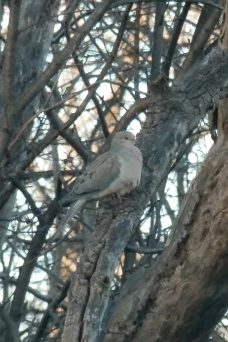 File:Mourning Dove (Zenaida macroura) - Kitchener, Ontario.jpg