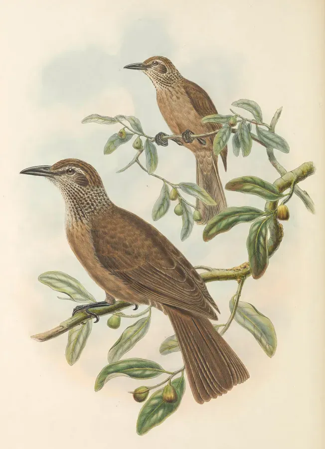 File:Oriolus decipiens - The Birds of New Guinea (cropped).jpg