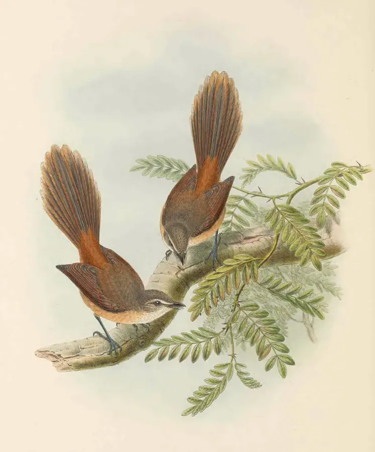 File:Rhipidura opistherythra - The Birds of New Guinea (cropped).jpg