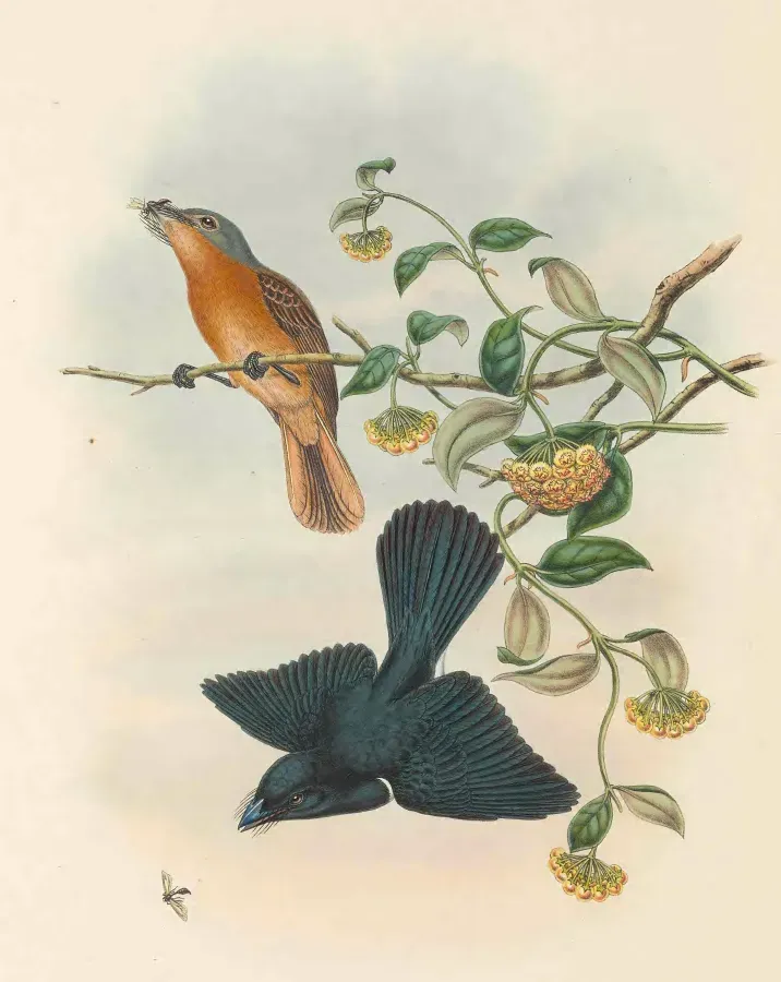 File:Myiagra cervinicauda - The Birds of New Guinea (cropped).jpg