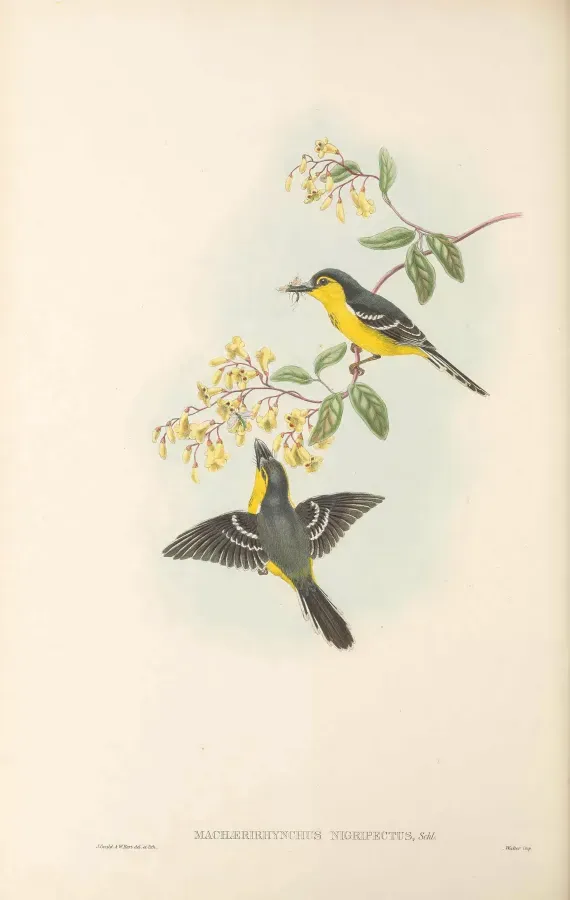 File:Machaerirhynchus nigripectus - The Birds of New Guinea.jpg