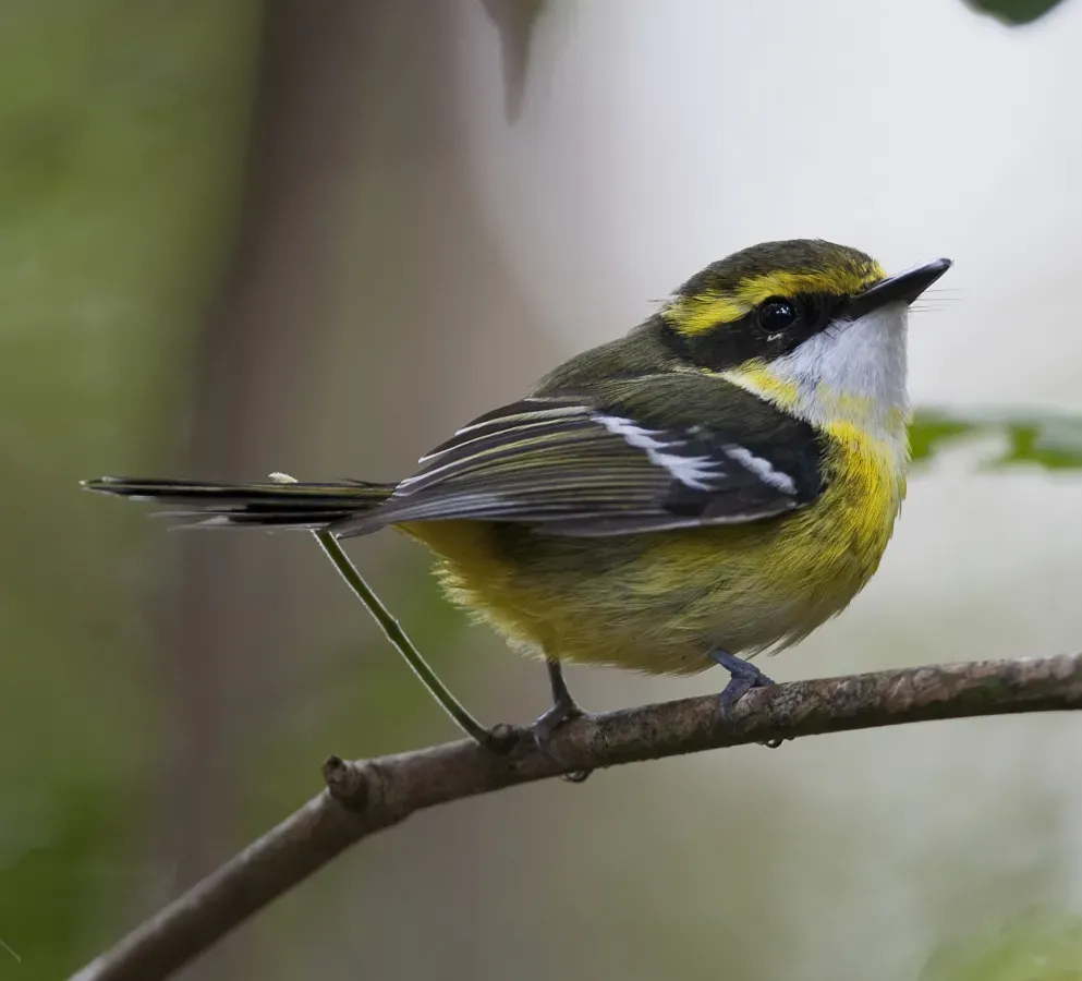 File:Yellow-breasted Boatbill (Machaerirhynchus flaviventer).jpg