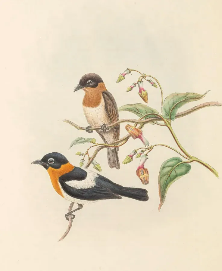 File:Arses insularis - The Birds of New Guinea (cropped).jpg