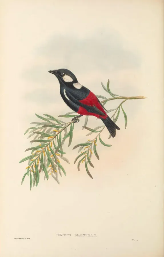 File:Peltops blainvillii - The Birds of New Guinea.jpg