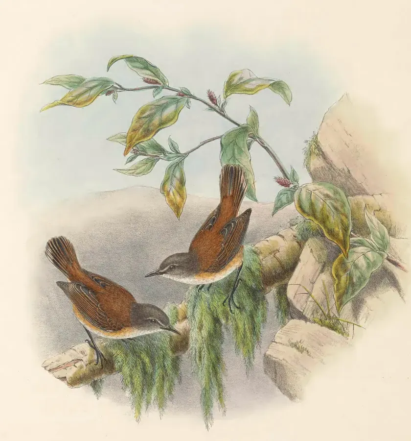 File:Gerygone dorsalis - The Birds of New Guinea (cropped).jpg