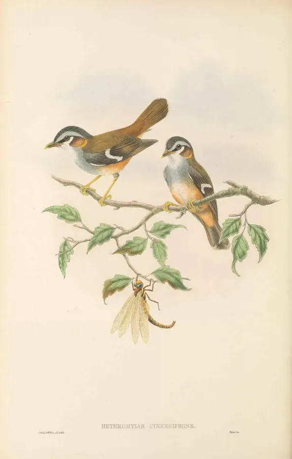 File:Heteromyias cinereifrons - The Birds of New Guinea.jpg