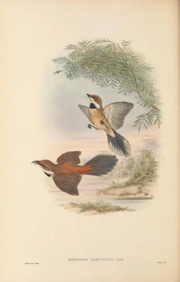 File:Rhipidura hamadryas - The Birds of New Guinea.jpg
