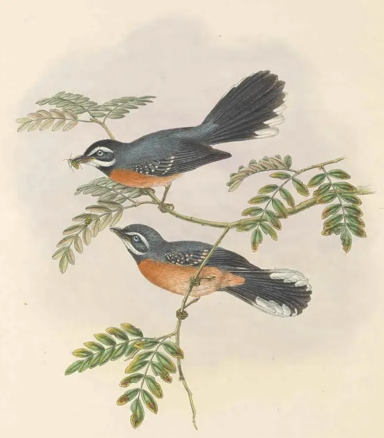 File:Rhipidura hyperythra - The Birds of New Guinea (cropped).jpg