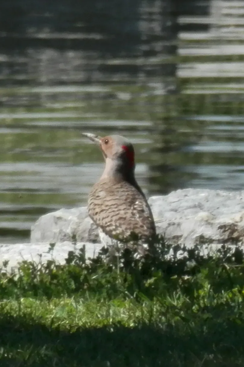 File:Northern Flicker (Colaptes auratus) - Kitchener, Ontario 02.jpg