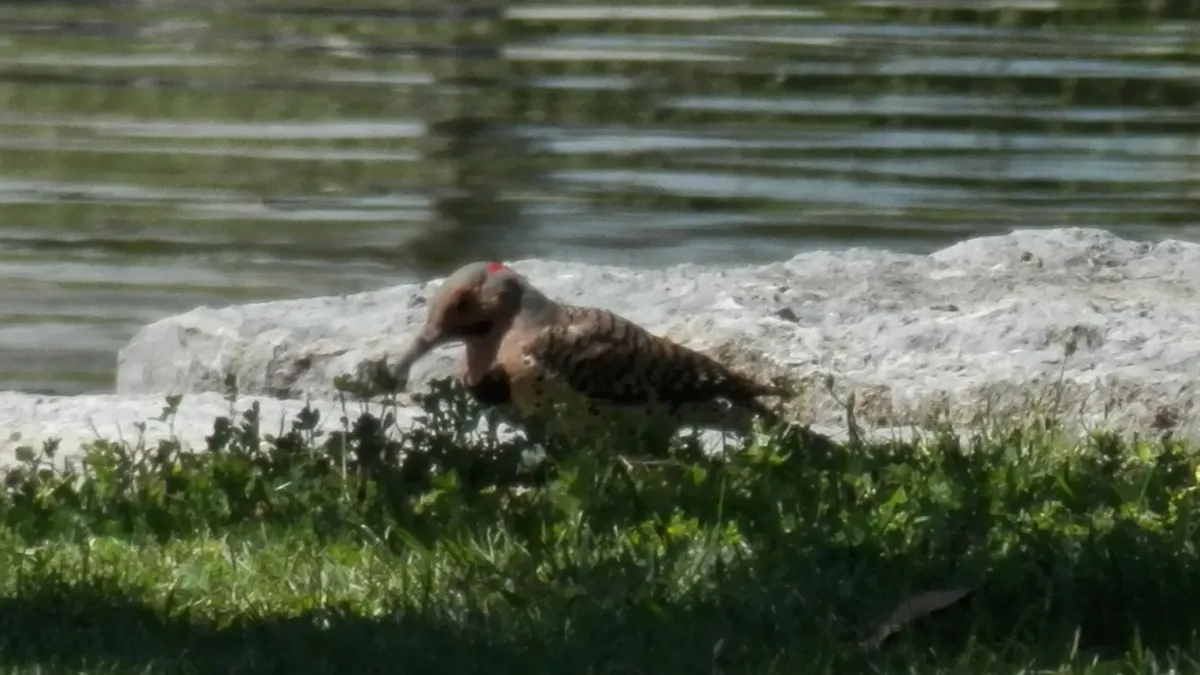 File:Northern Flicker (Colaptes auratus) - Kitchener, Ontario 01.jpg
