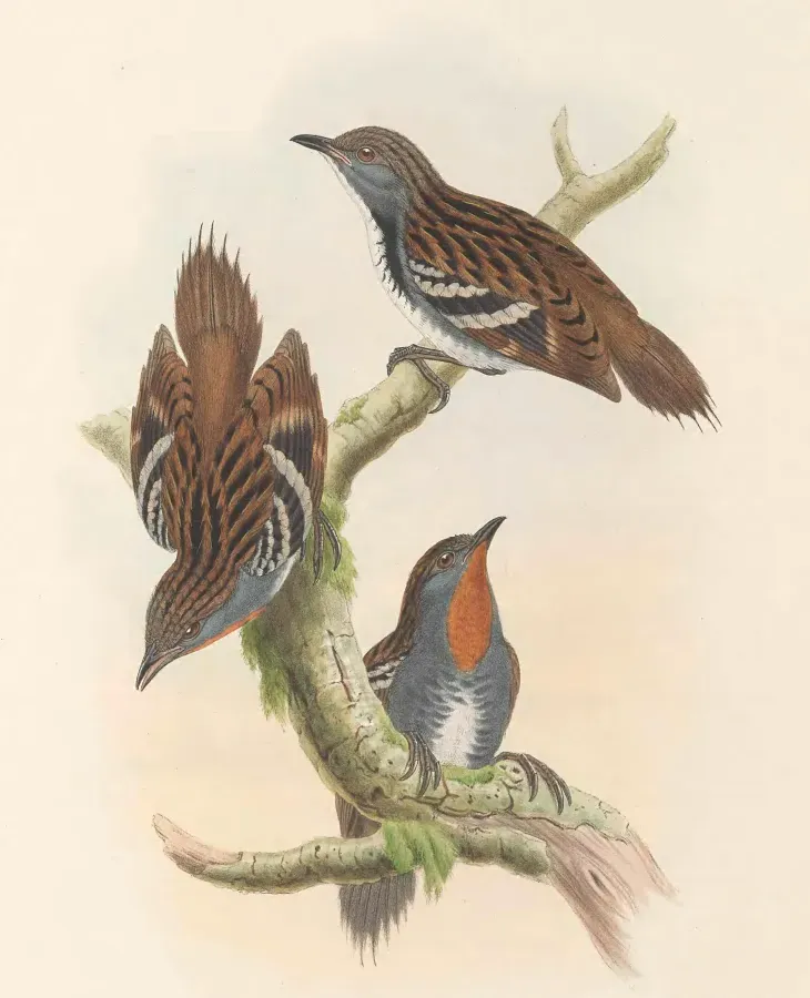 File:Orthonyx novaeguineae - The Birds of New Guinea (cropped).jpg