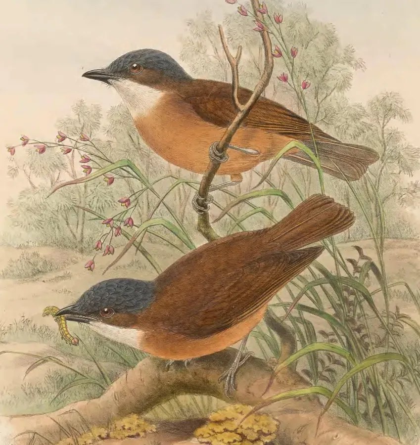 File:Pachycephala hyperythra - The Birds of New Guinea (cropped).jpg