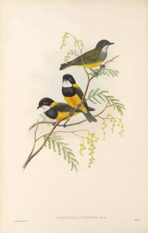 File:Pachycephala schlegelii - The Birds of New Guinea.jpg