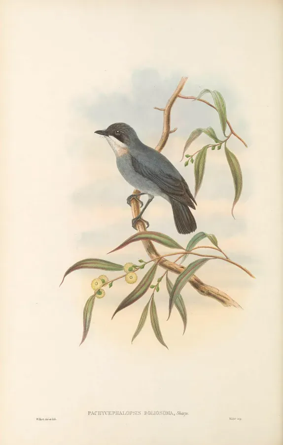 File:Pachycephalopsis poliosoma - The Birds of New Guinea.jpg