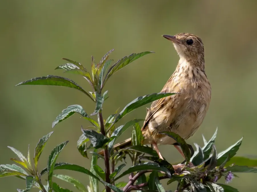 File:Anthus hellmayri - Hellmayr's pipit; Campos do Jordão, São Paulo, Brazil.jpg