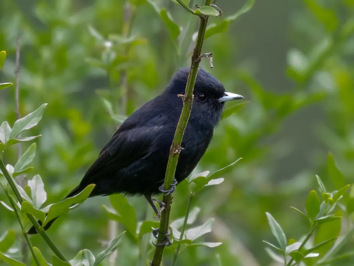 File:Knipolegus nigerrimus - Velvety black-tyrant (male); Campos do Jordão, São Paulo, Brazil.jpg