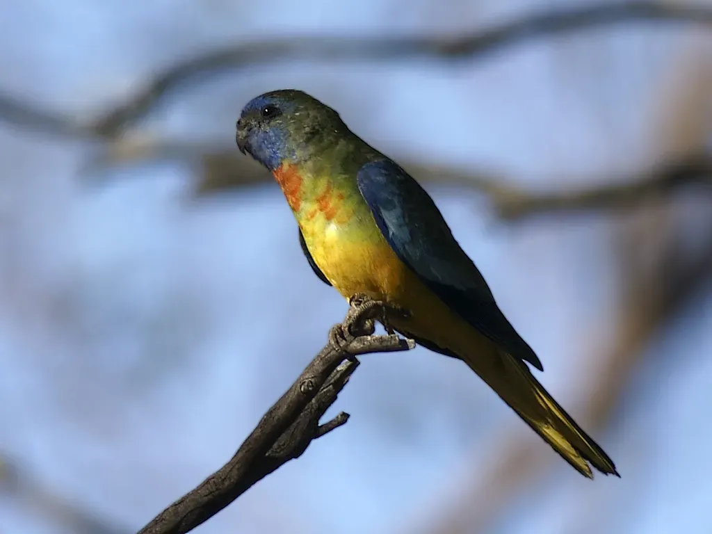 File:Neophema splendida -Gluepot Reserve -male-8.jpg