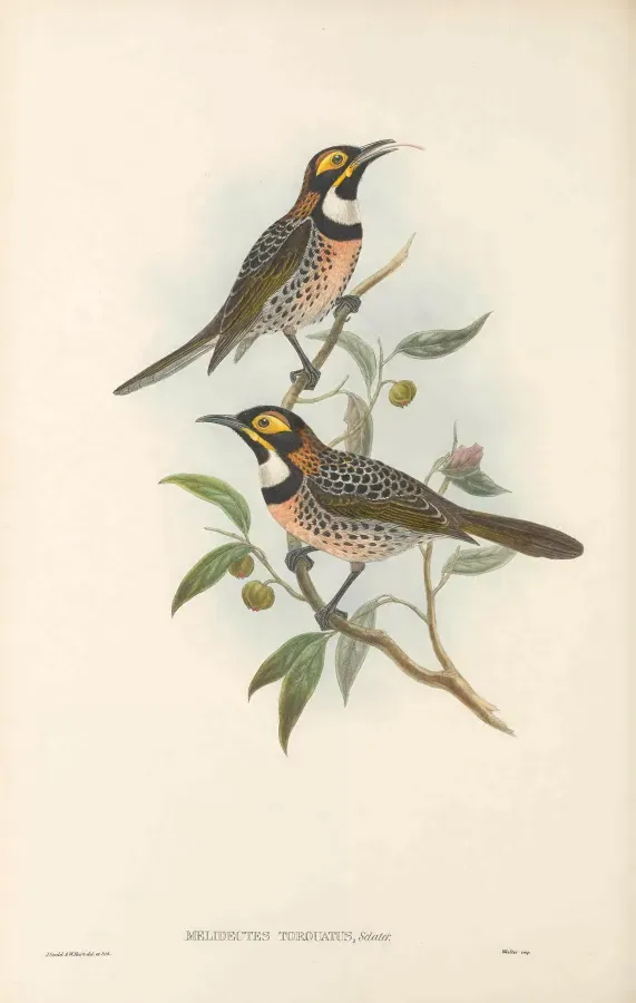 File:Melidectes torquatus - The Birds of New Guinea.jpg