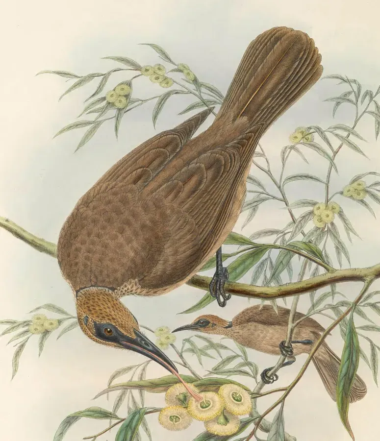 File:Philemon plumigenis - The Birds of New Guinea (cropped).jpg