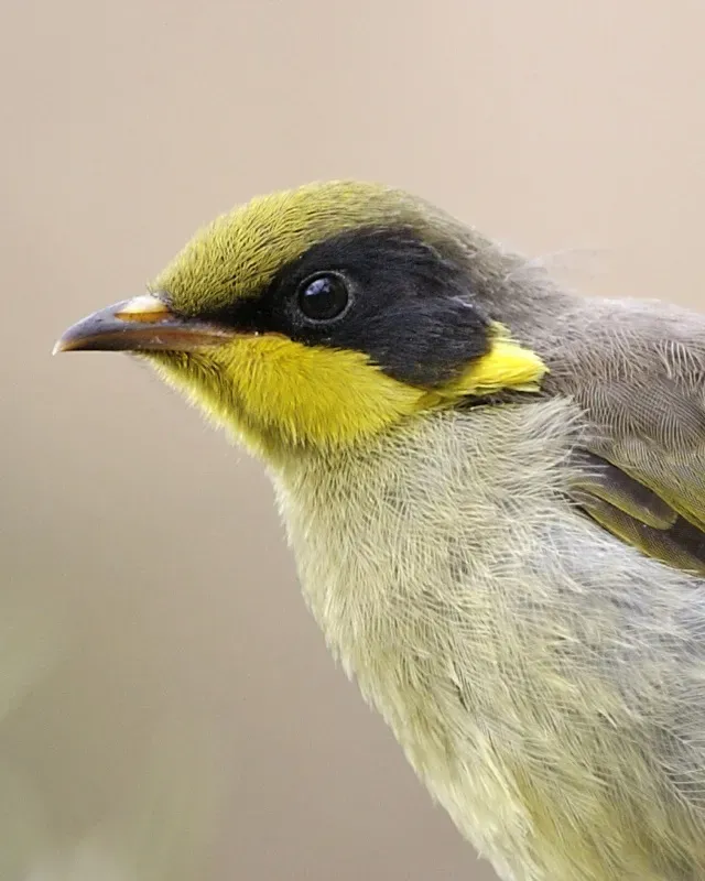 File:Yellow-tufted Honeyeater (Lichenostomus melanops).jpg