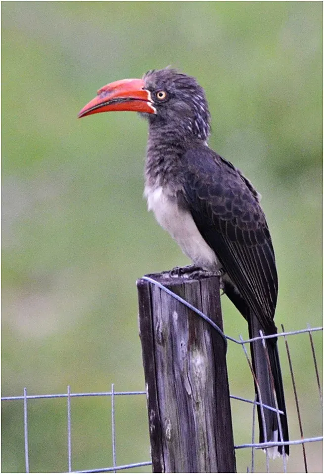 File:Lophoceros alboterminatus00.jpg