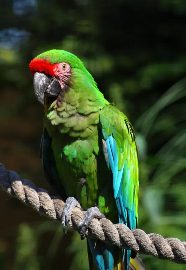 File:Ara militaris -London Zoo-8a.jpg