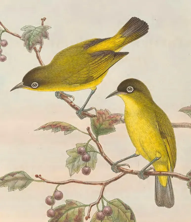File:Zosterops uropygialis - The Birds of New Guinea (cropped).jpg