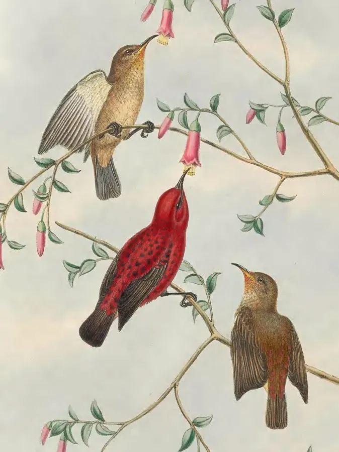 File:Myzomela wakoloensis - The Birds of New Guinea (cropped).jpg