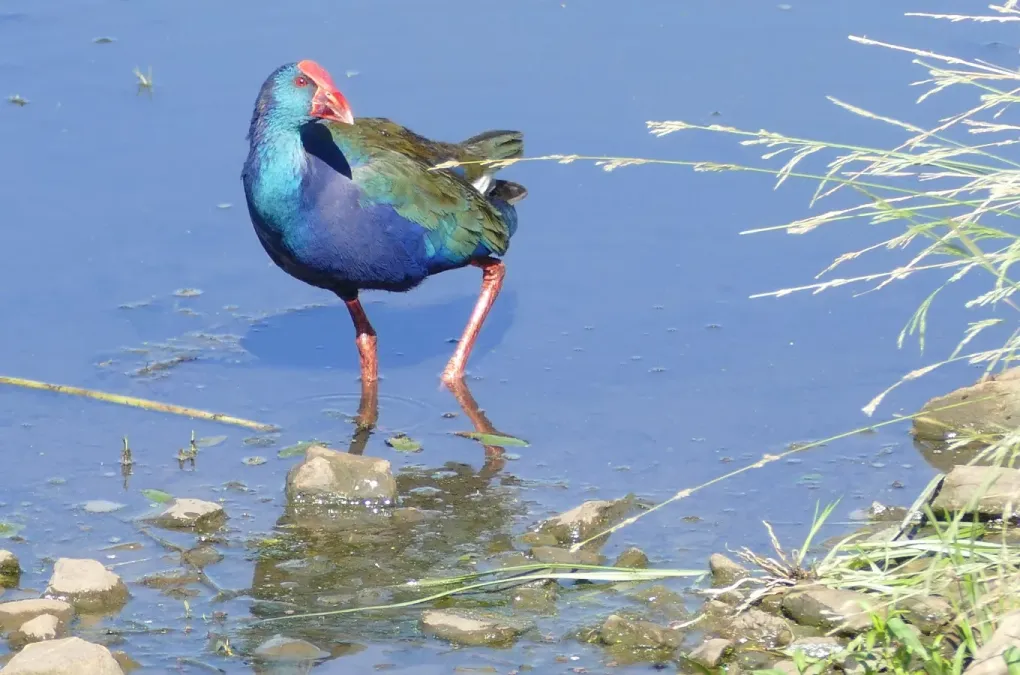 File:African Swamphen (Porphyrio madagascariensis) (46714264232).jpg