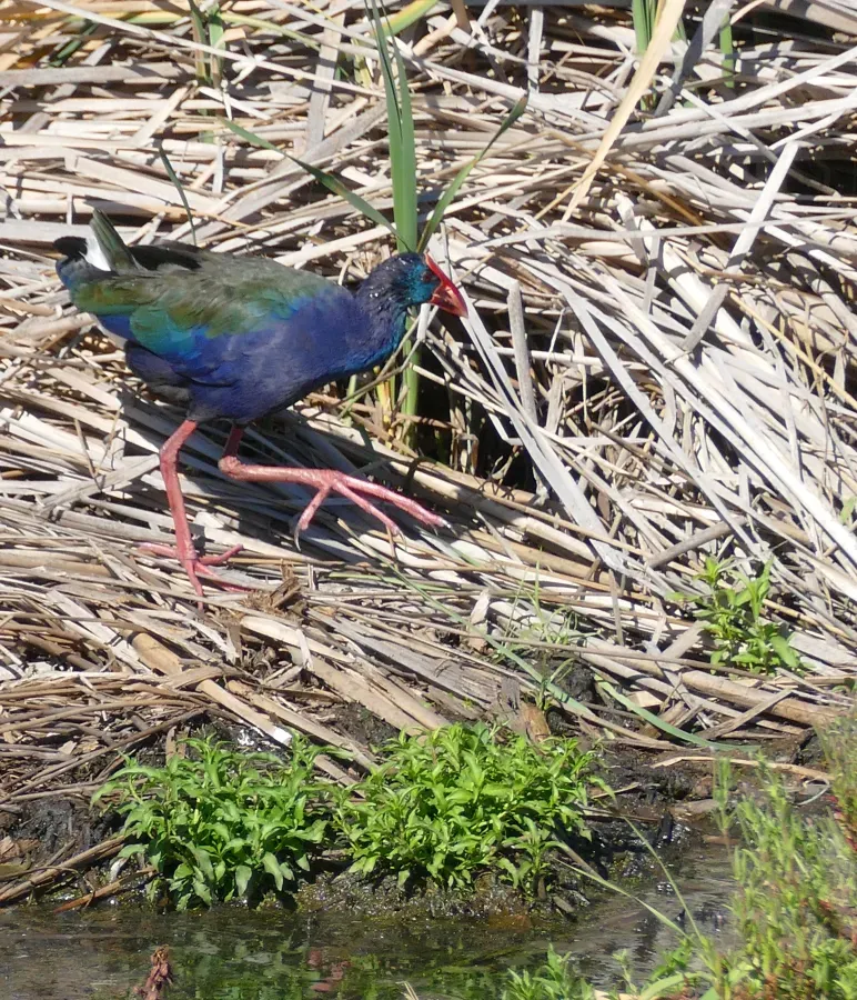 File:African Swamphen (Porphyrio madagascariensis) (46714168022).jpg